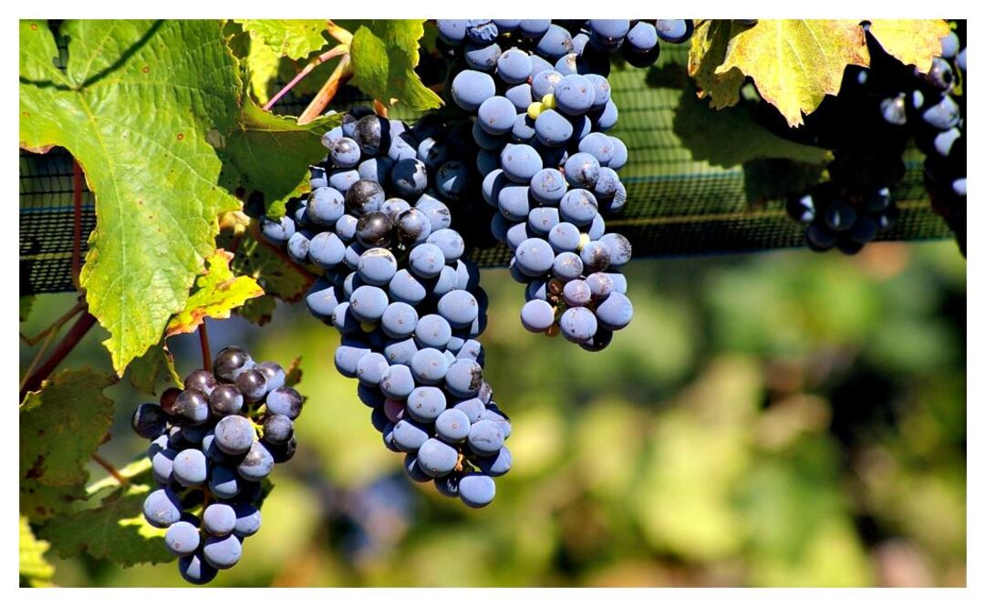 La Europea comienza el año con la cuarta edición del Festival Vins de France, el cual se llevará a cabo durante el mes de enero.