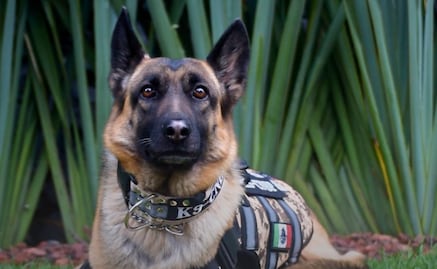 Comisión Nacional suma a "Molly", binomio canino para búsqueda de personas; "pongo mi olfato y mi entrenamiento"