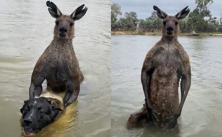 VIDEO: ¡Insólito! Hombre pelea con canguro para salvar a su perro en Australia