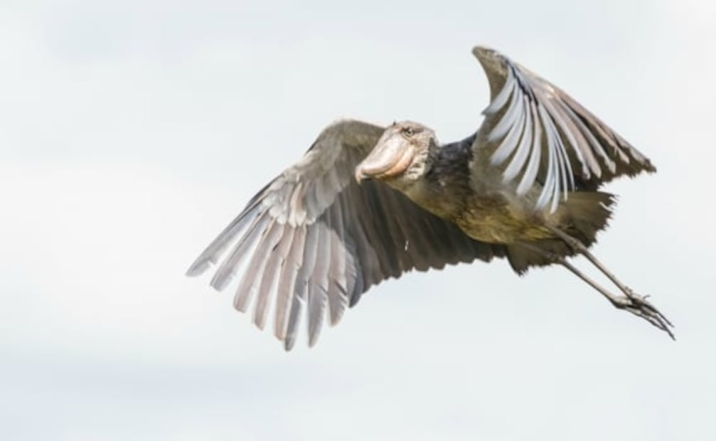 Picozapato, la extraña ave que parece de la prehistoria