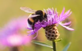 Publican Ley Apícola de la CDMX; protege a las abejas y a otros agentes polinizadores
