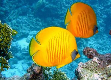 Estudio revela que peces saben sumar y restar, aunque sea del uno al cinco