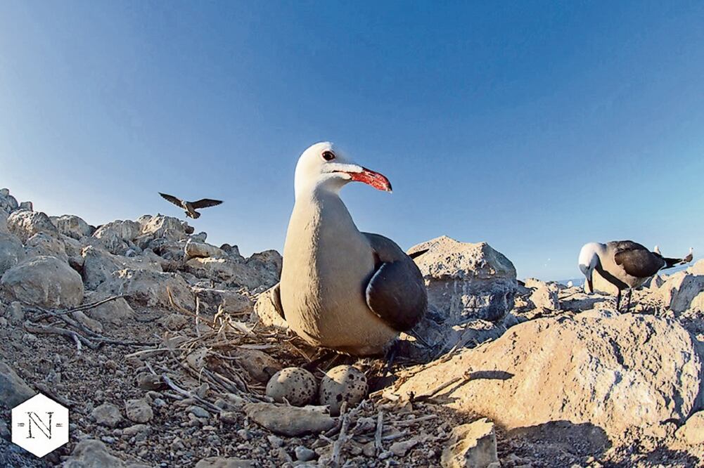 Gaviotas plomas anidan en la Isla Rasa, en Baja California Sur. Desde hace 40 años la doctora Enriqueta Velarde, bióloga de la Universidad Veracruzana, estudia ahí los patrones de reproducción de diversas especies de aves marinas (NATURAL NUMBERS)