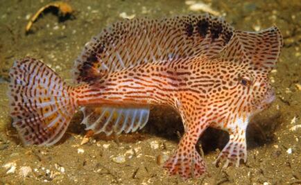 El pez que "camina" en el fondo marino desafía teoría de locomoción ambulatoria