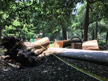 “Más arquitectura vegetal y menos arquitectura gris para Chapultepec”