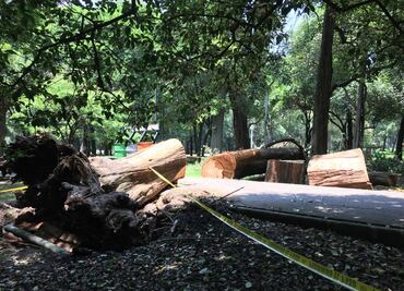 “Más arquitectura vegetal y menos arquitectura gris para Chapultepec”