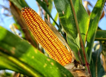 Sheinbaum realiza cambios a reforma sobre maíz transgénico; ajustes serán anunciados este martes, adelanta Leonel Godoy