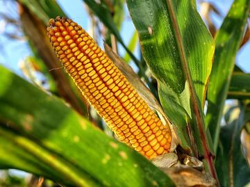 México tiene hasta febrero para revertir el decreto que prohíbe maíz transgénico; incumplimiento traerá aranceles