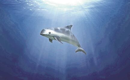 EU acusa a México de incumplir compromisos ambientales por vaquita marina y totoaba