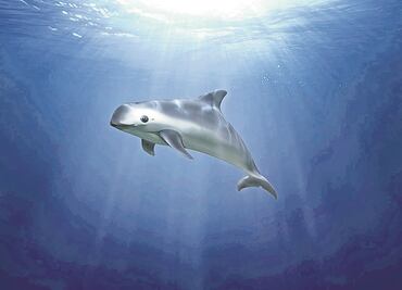 EU acusa a México de incumplir compromisos ambientales por vaquita marina y totoaba