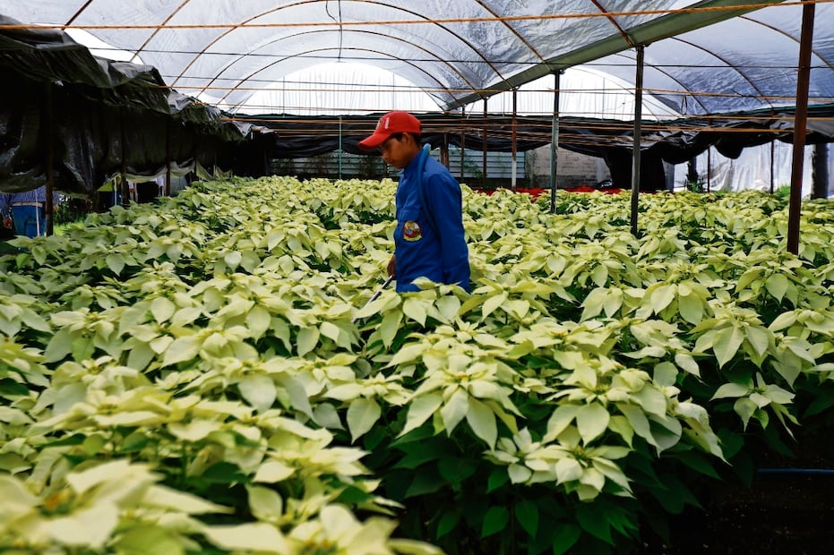 A nivel nacional, la producción de nochebuena blanca o amarilla alcanza 5%; otro 5% es para la rosa, rayada y marmoleada. Foto: Alelhí Salgado