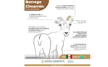 “Parece el chupacabras”; usuarios critican dibujo de Profepa del borrego cimarrón