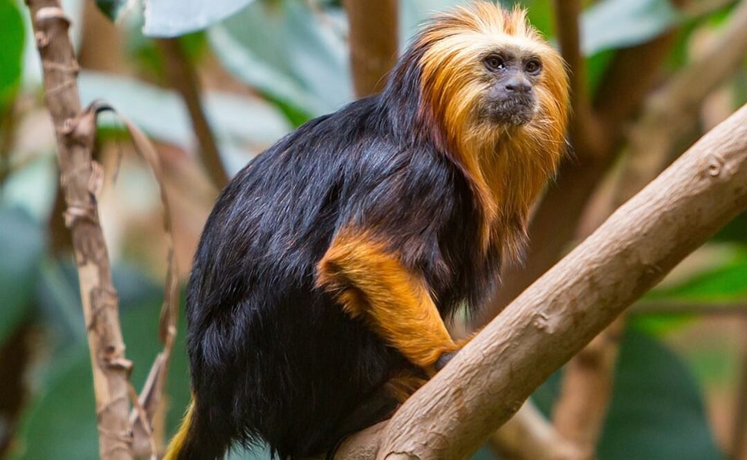 Foto: Ilustrativa. Pixabay