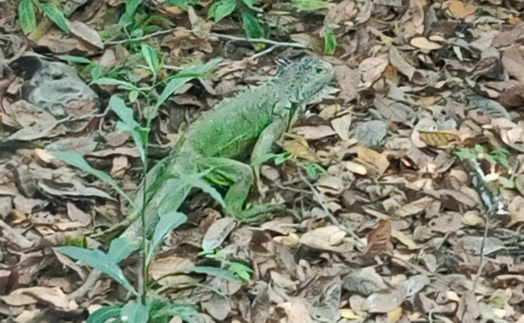Realiza Profepa liberación de 19 ejemplares de iguana (16/06/2026). Foto: Especial