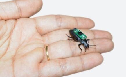 Transforman un escarabajo en un robot usando sus antenas