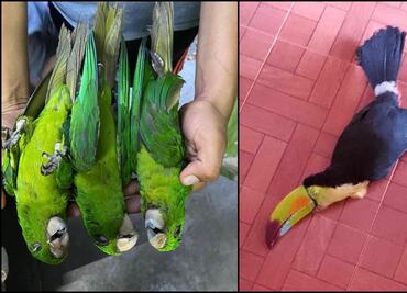 Aves caen muertas por calor extremo en la Huasteca Potosina