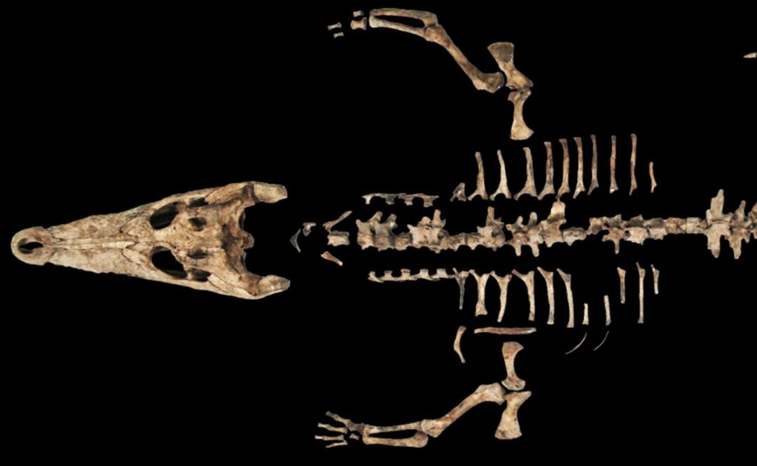 En la Casa de las Fieras del Palacio de Moctezuma en la antigua Tenochtitlan también había cocodrilos,
de las zonas del Pacífico y el Golfo de México. Foto: Cortesía Proyecto Templo Mayor