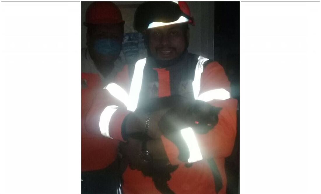 Rescatan a gatita "Lulú" del edificio de Concepción Béistegui