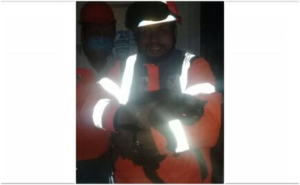 Rescatan a gatita "Lulú" del edificio de Concepción Béistegui
