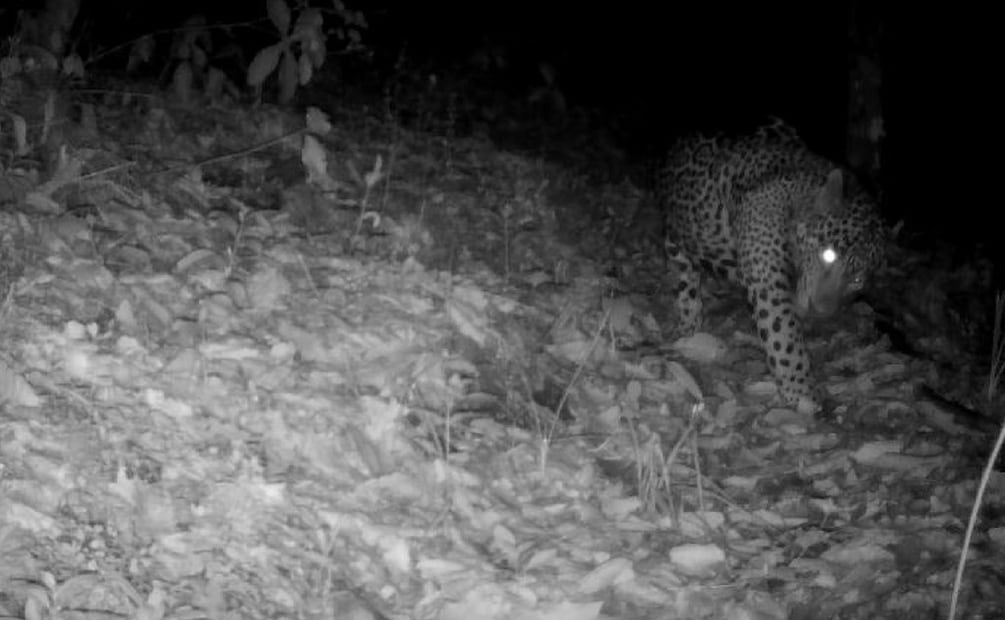 Foto: Comisión Nacional de Áreas Naturales Protegidas