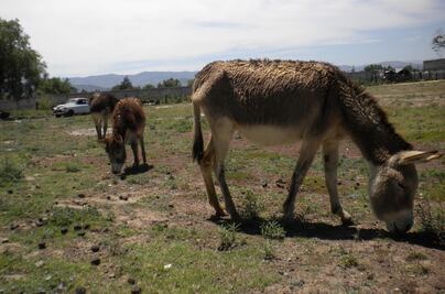 El burro se dirige a la paulatina desaparición