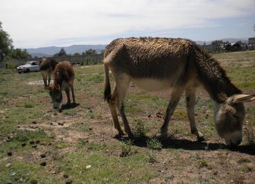 El burro se dirige a la paulatina desaparición