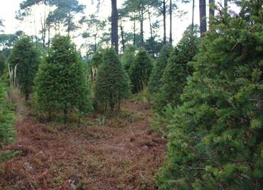 Habilitan centros de acopio para recibir árboles de Navidad