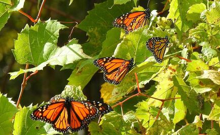Mariposas Monarca están atrasadas en su viaje hacia México