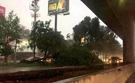 Árbol caído complica la circulación en Periférico