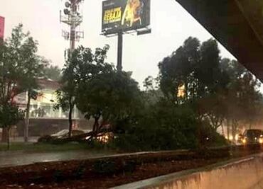 Árbol caído complica la circulación en Periférico