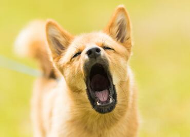 Qué hacer si mi perro ladra mucho, según especialista