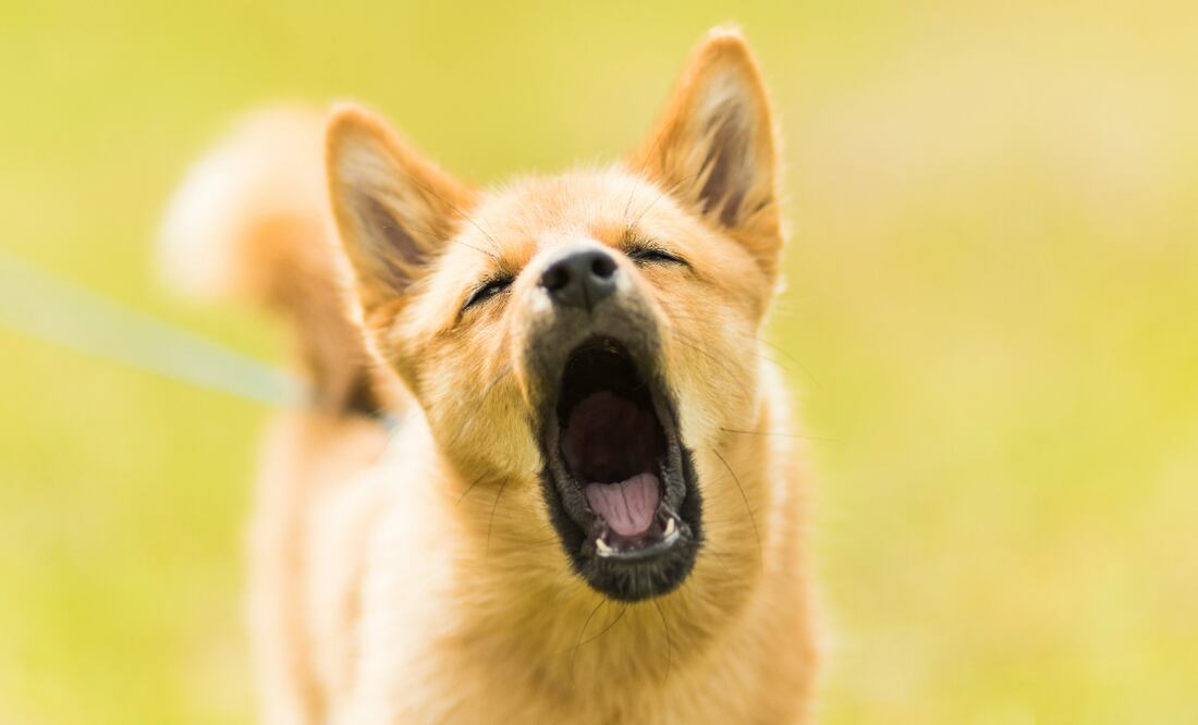 Perro. Foto: Unsplash