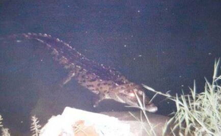 Cocodrilo arranca brazo a mujer  en su casa en Michoacán