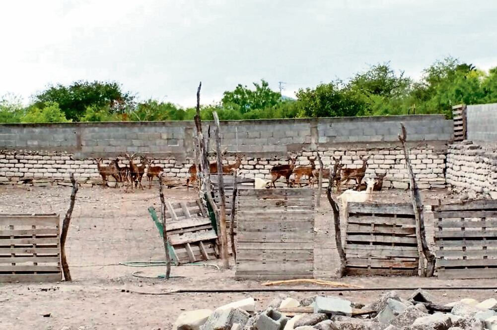 Las autoridades nombraron como depositario legal al propietario de los venados para su resguardo. (PROFEPA)