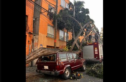 Árbol cae y aplasta camioneta estacionada en Santa María la Ribera