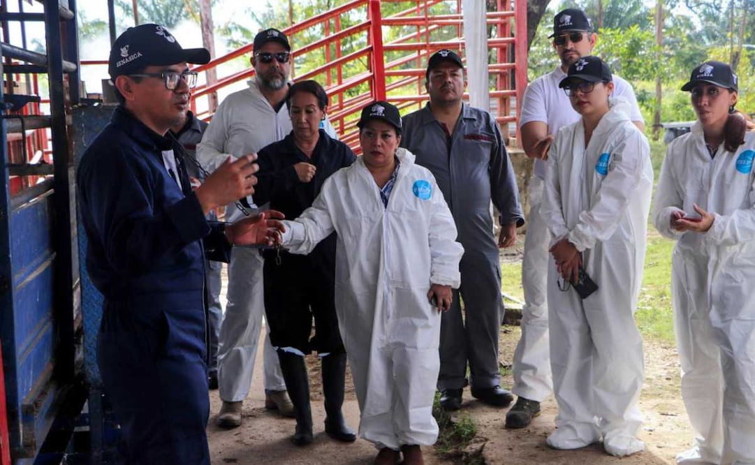 Secretaría de Agricultura capacita a productores y veterinarios para detectar gusano barrenador. Foto: Especial