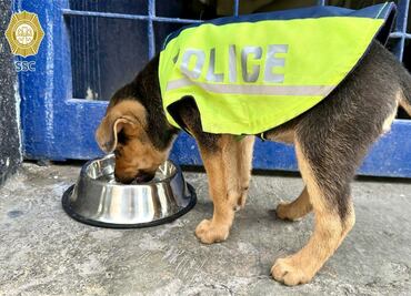 Policías adoptan a perrito maltratado; lo llaman Aquiles y le dan hogar en la Subsecretaría de Tránsito