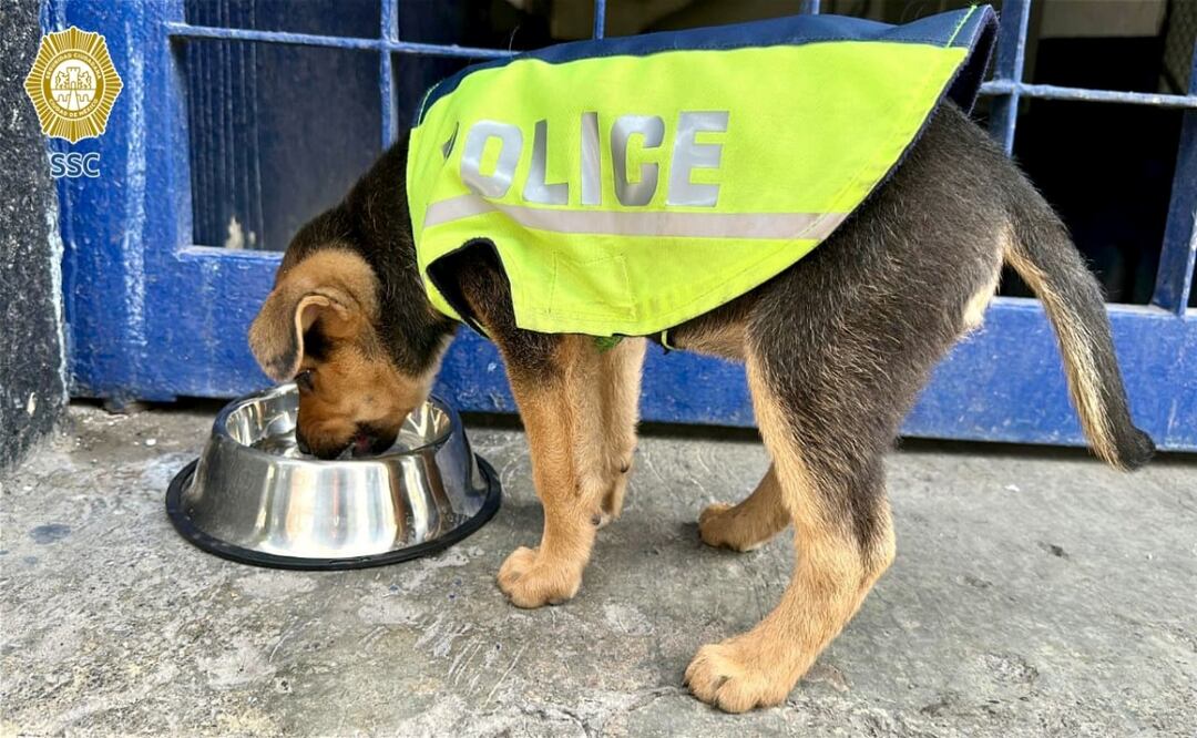 Policías adoptan a perrito maltratado; lo llaman Aquiles y le dan hogar en la Subsecretaría de Tránsito. Foto: Especial