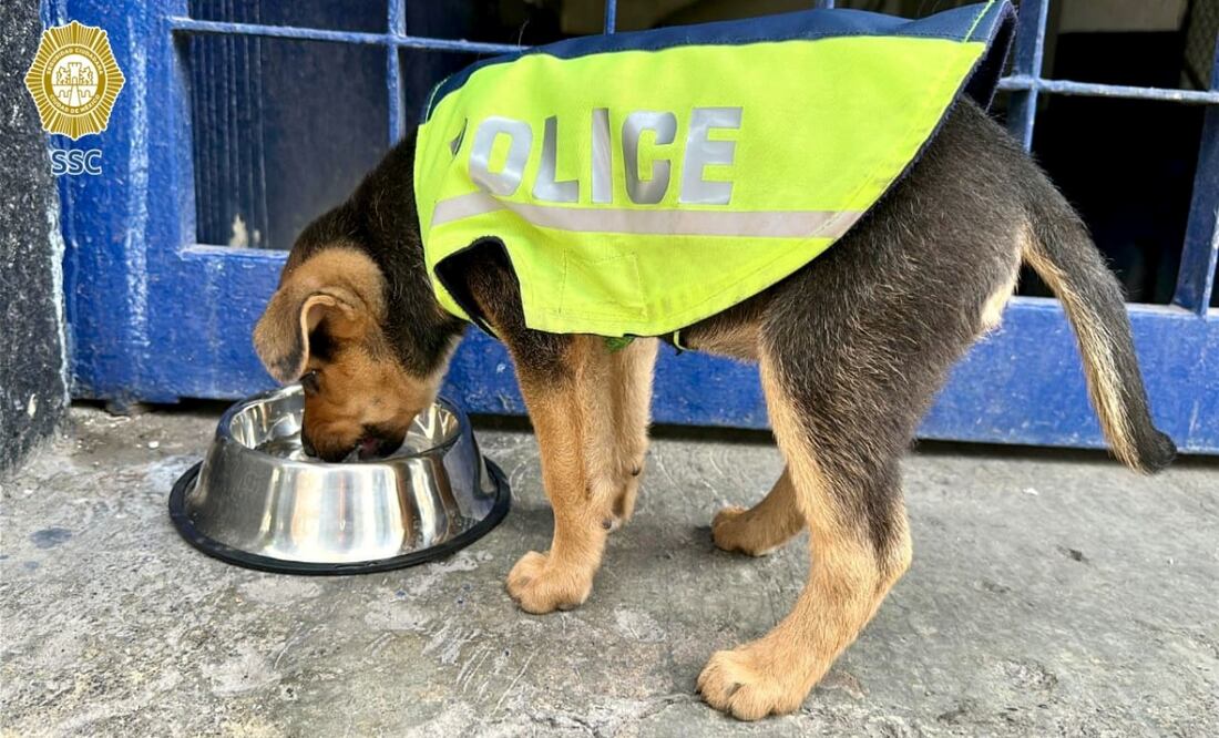 Policías adoptan a perrito maltratado; lo llaman Aquiles y le dan hogar en la Subsecretaría de Tránsito. Foto: Especial