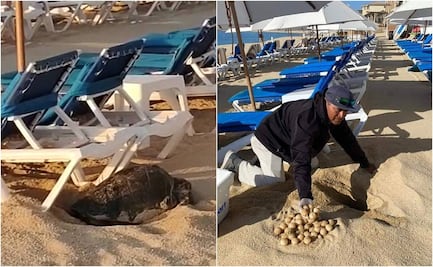 VIDEO: Camastros impiden a tortuga golfina desovar en Los Cabos