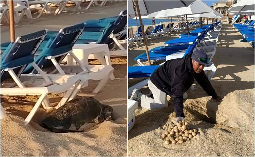 Una tortuga marina, de la especie golfina, depositó 80 huevos en la playa El Médano en Los Cabos. Foto: Especial.