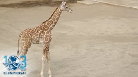 Nombran "Jirafifíta" a jirafa bebé del Zoológico de Chapultepec