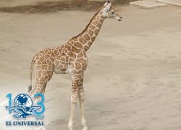 Nombran "Jirafifíta" a jirafa bebé del Zoológico de Chapultepec