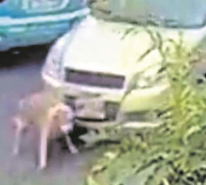 El Foco. Vengadores anónimos cortan cartucho