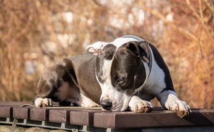 VIDEO: Hombre apuñala y mata a pitbull que había atacado a su hijo en Argentina