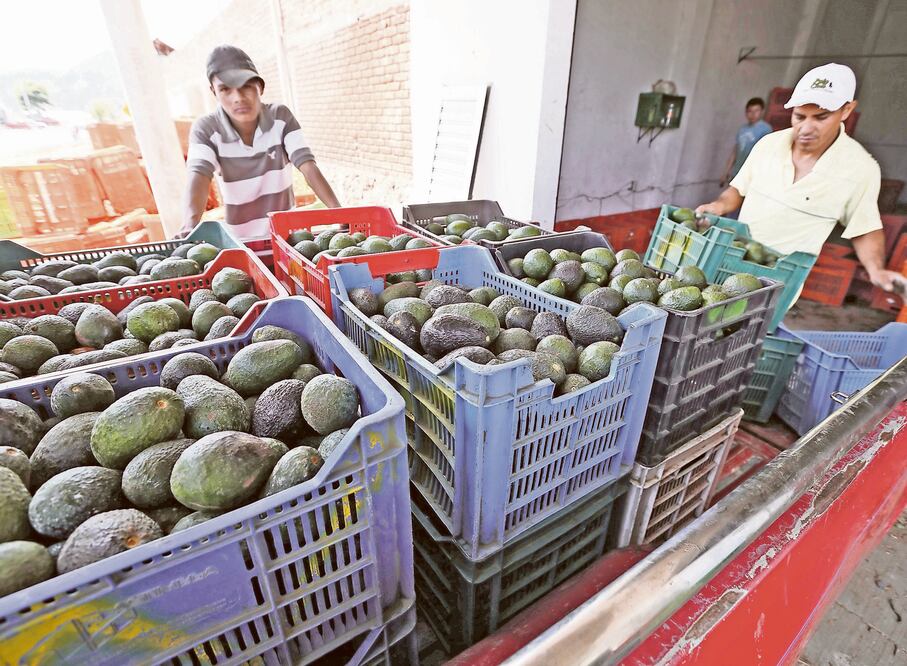 Aguacate mexicano. Foto: Archivo