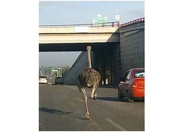 Captan a avestruz corriendo por las calles de Tamaulipas