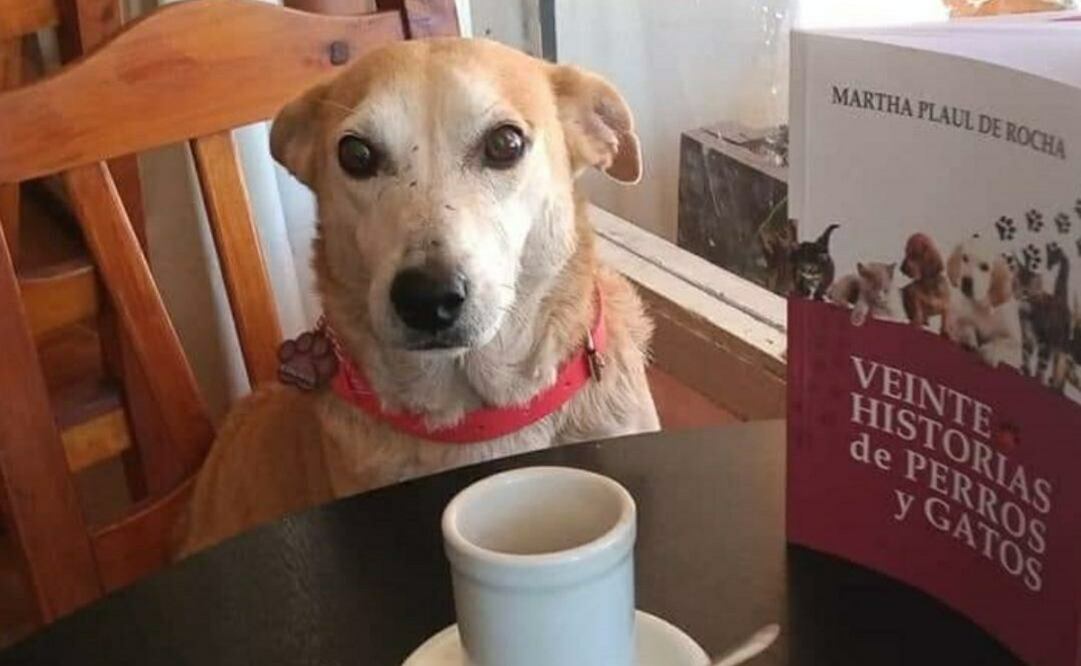 Corchito es un perro que hace compañía a los clientes en un bar de Argentina. Foto: Facebook Dickens Cafe