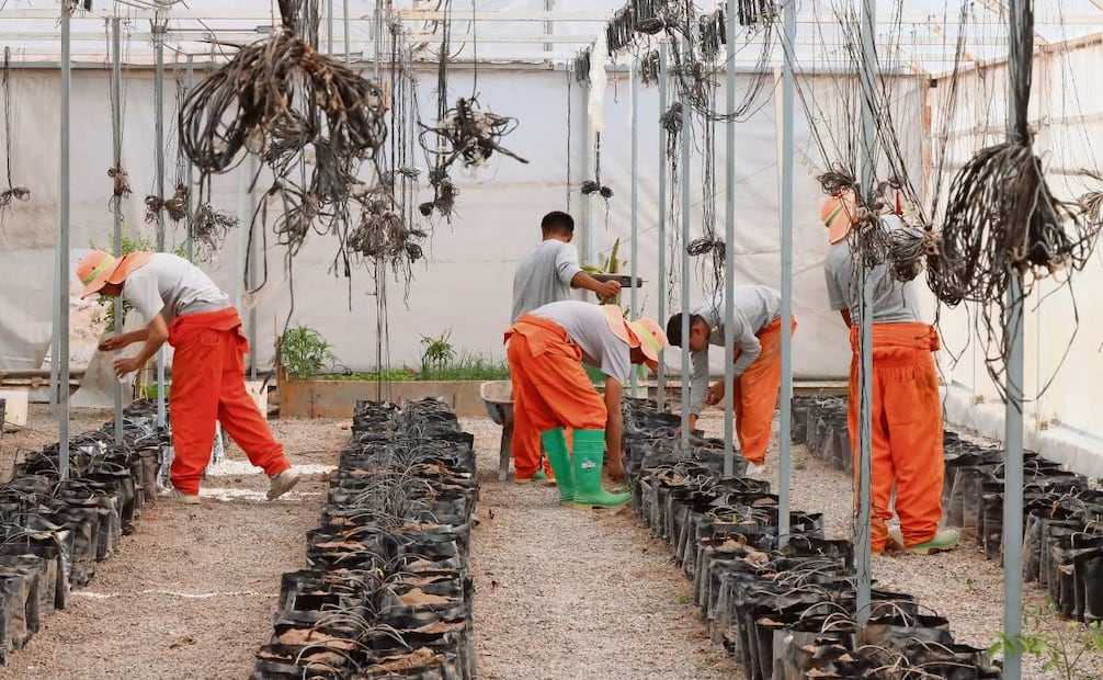 En el invernadero, los adolescentes reclusos siembran alimentos que llegan a vender a fin de obtener recursos económicos para el penal. Foto: PAOLA GAMBOA/EL UNIVERSAL