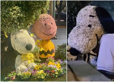 Festival de las Flores en CDMX; captan presunto robo de arreglo floral de Snoopy en Polanco